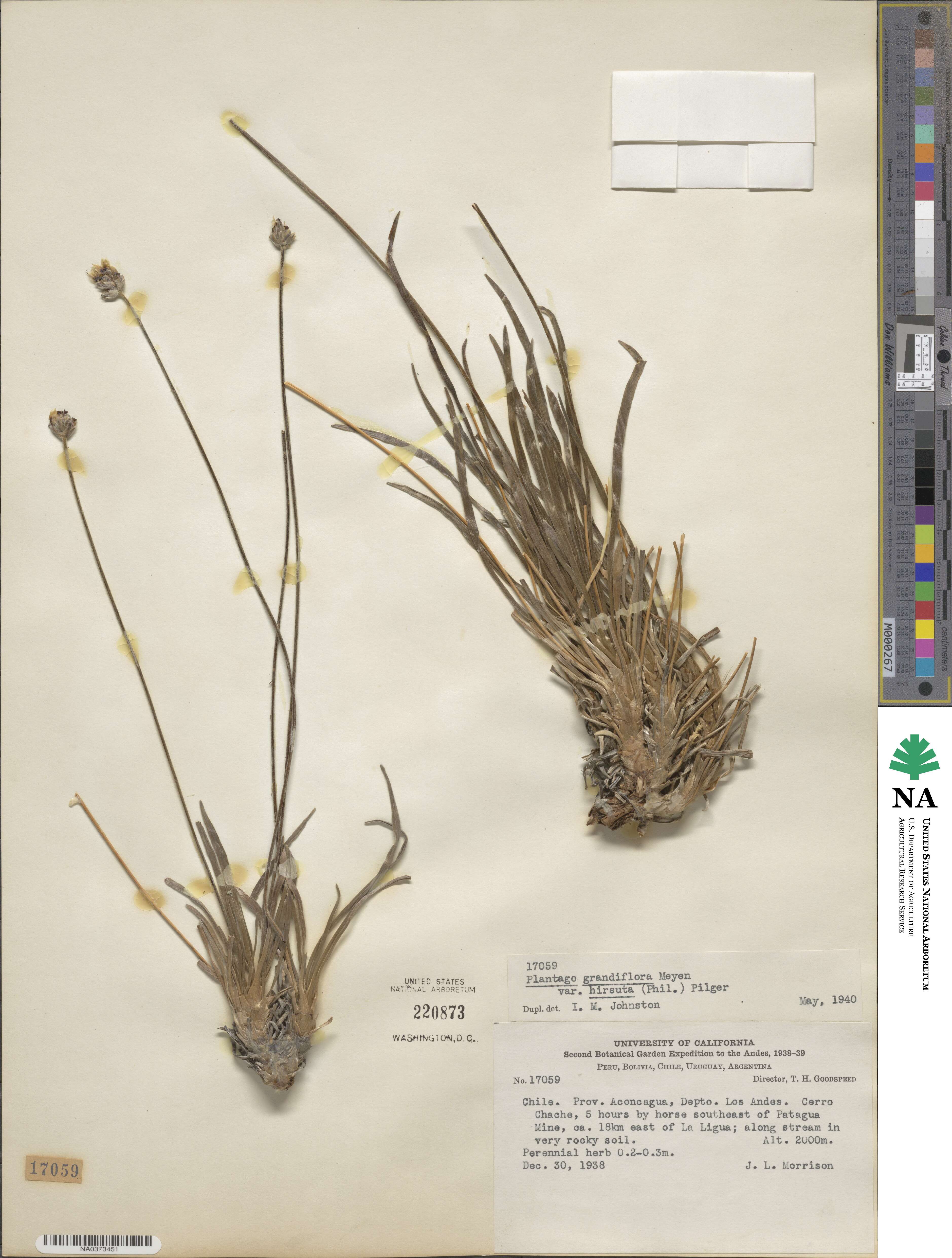 Plantago grandiflora image