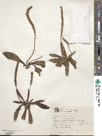 Image of Plantago guilleminiana