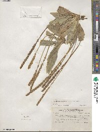 Plantago australis subsp. hirtella image