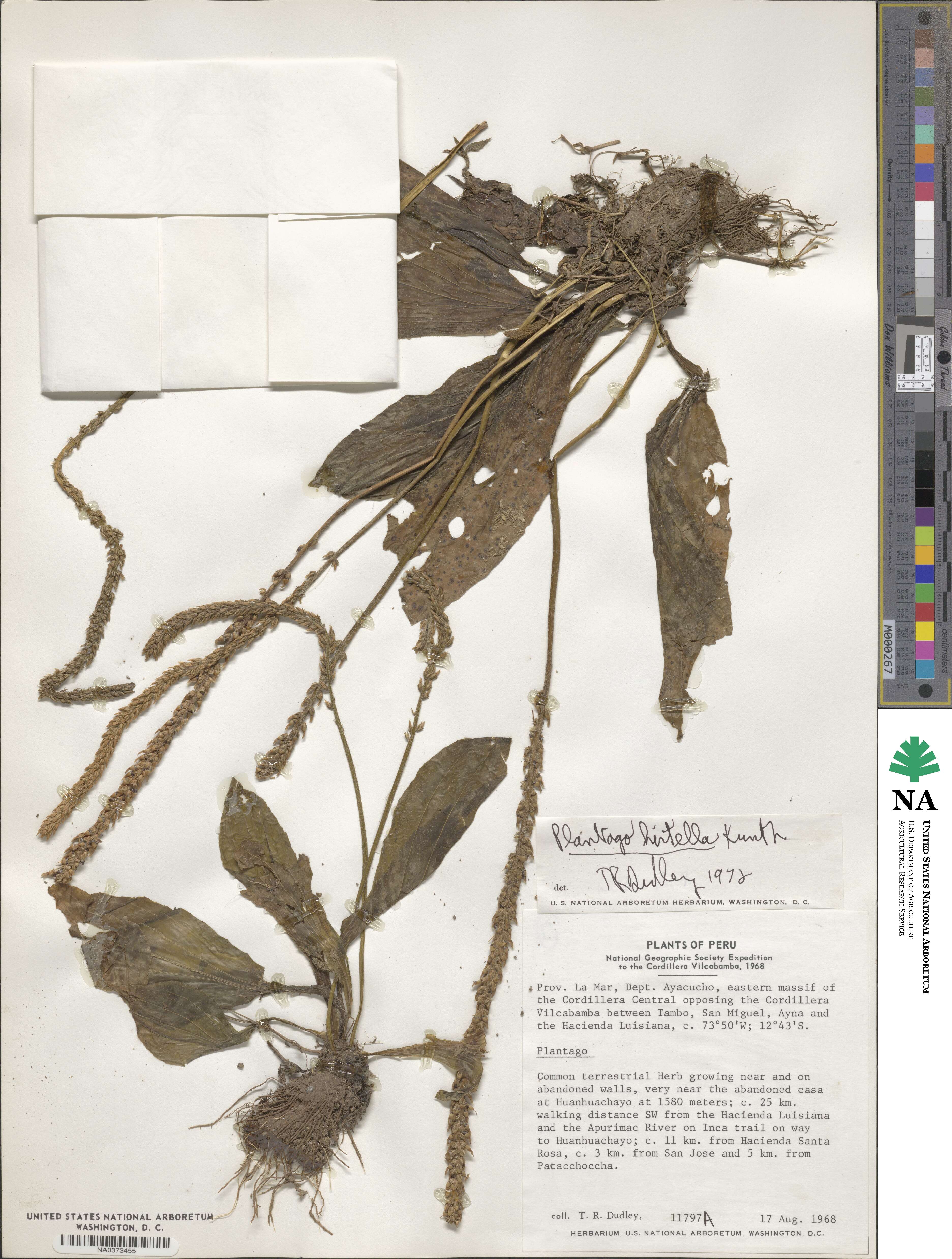 Plantago australis subsp. hirtella image