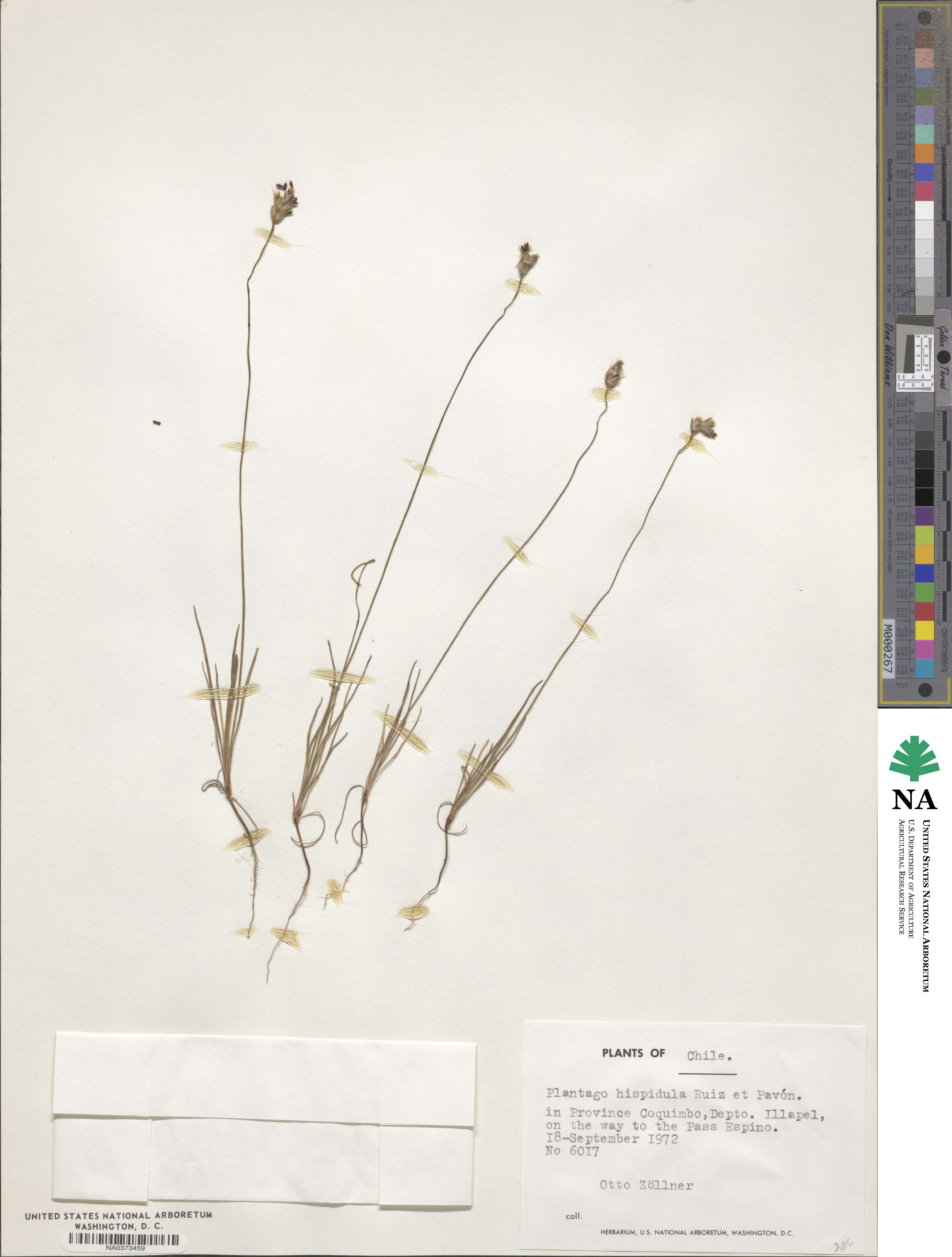 Plantago hispidula image