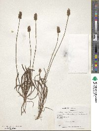 Plantago hispidula image