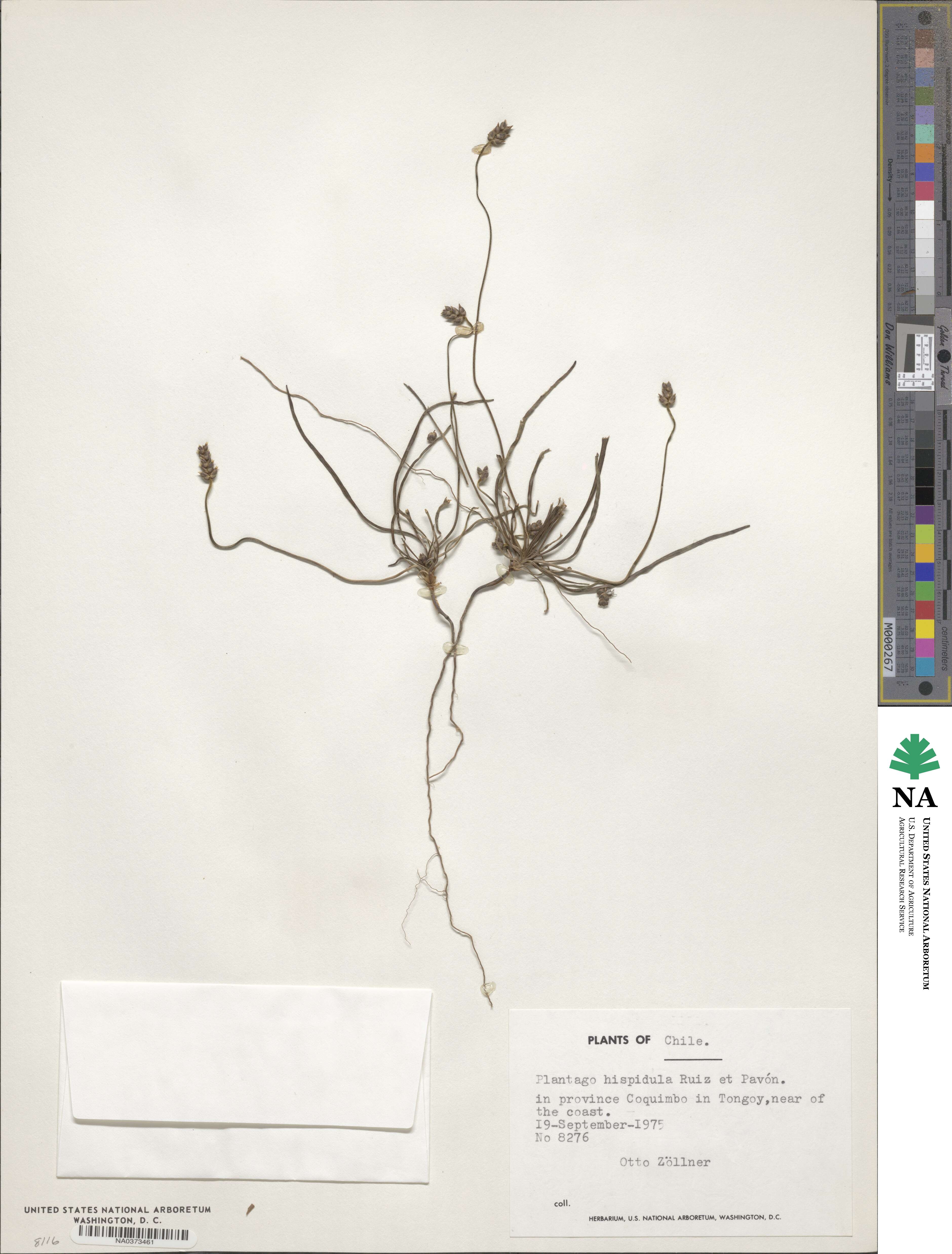 Plantago hispidula image