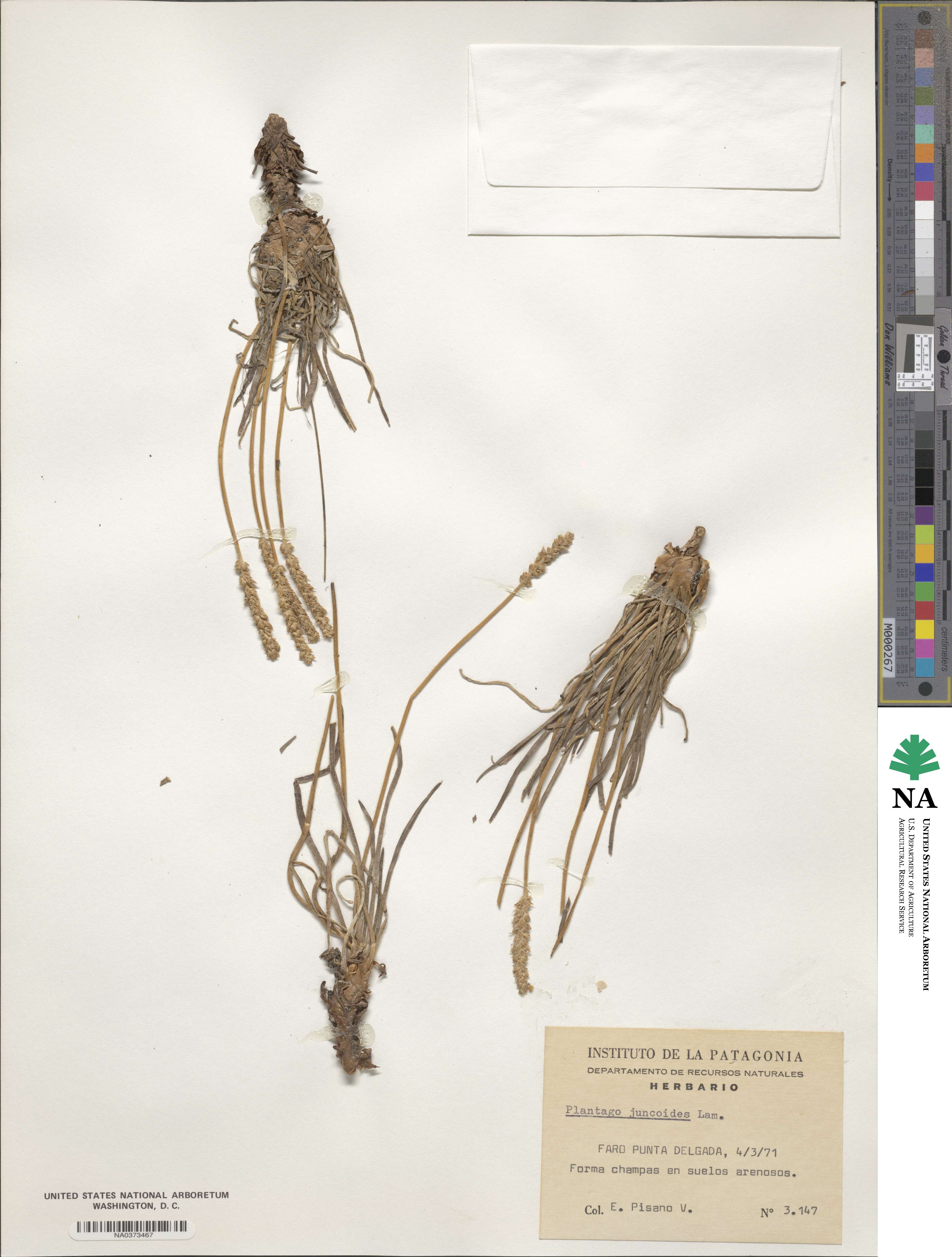 Plantago maritima subsp. juncoides image