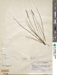 Plantago maritima subsp. juncoides image