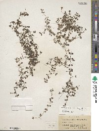 Houstonia procumbens image