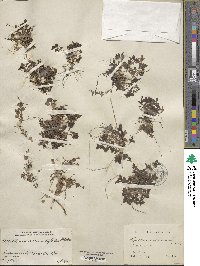 Houstonia procumbens image