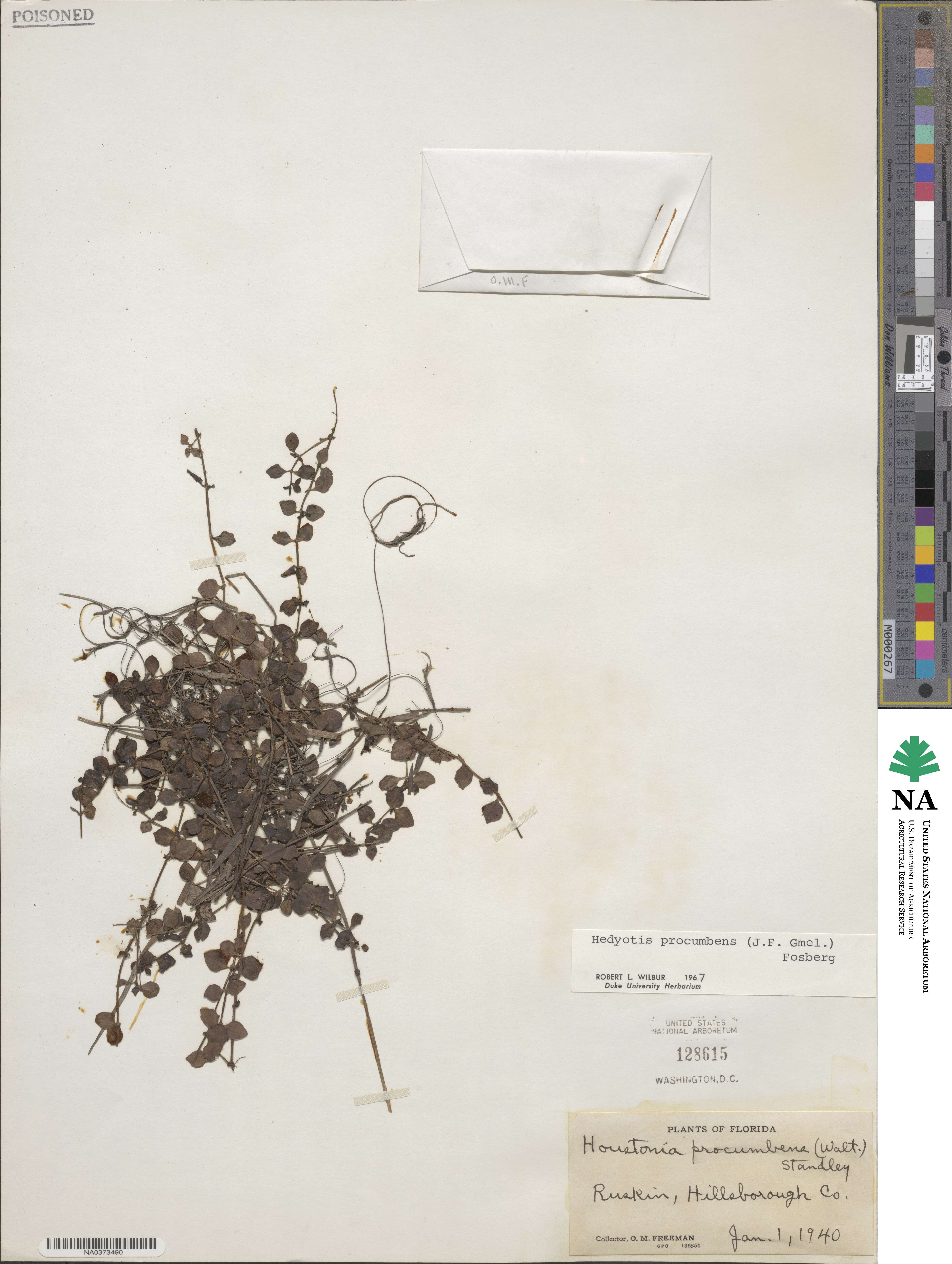 Houstonia procumbens image