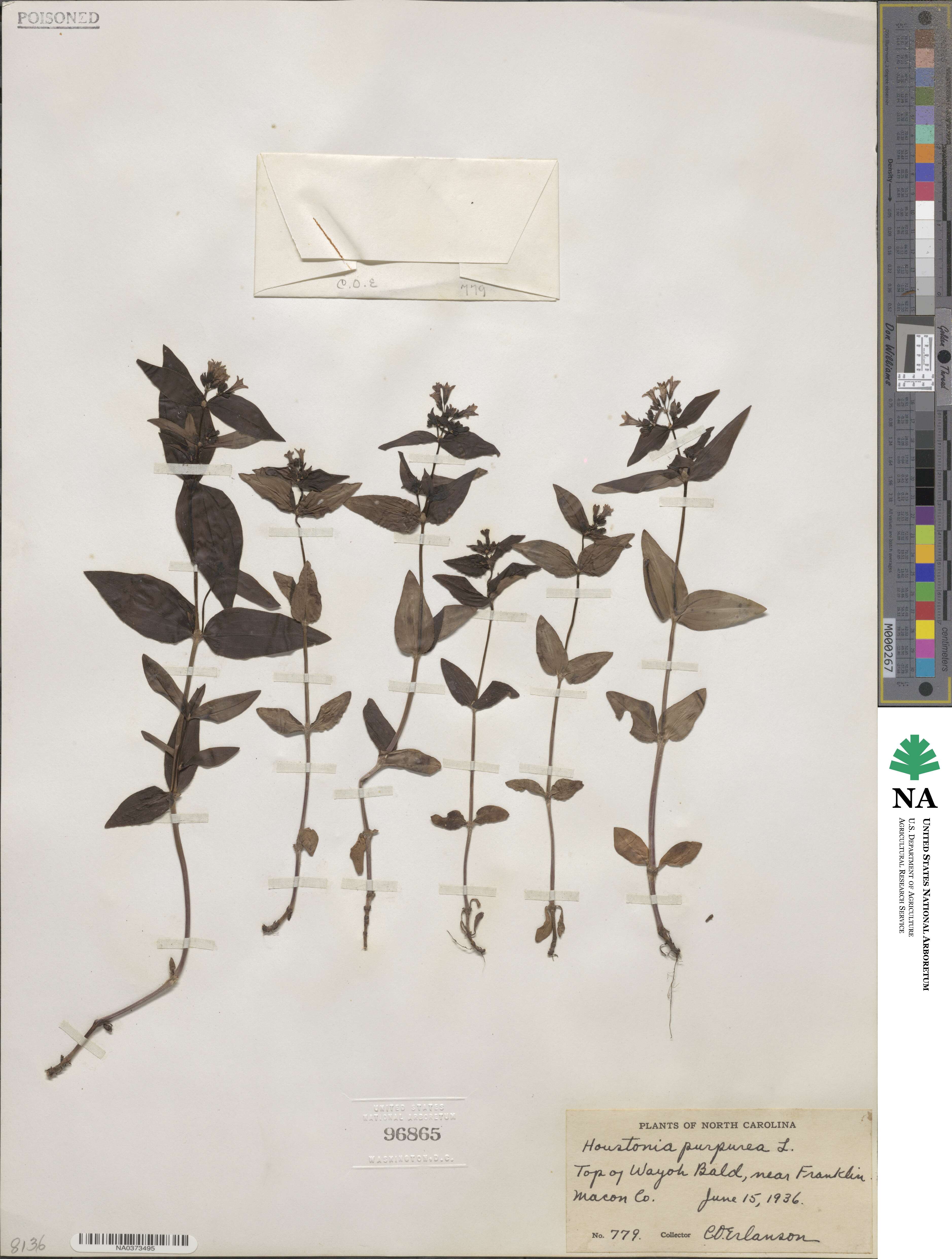 Houstonia image