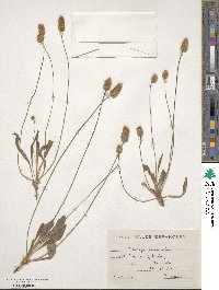 Plantago lagopus image