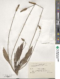 Plantago lanceolata image