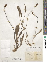 Plantago lanceolata image