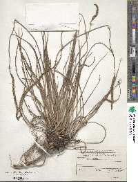 Plantago maritima image