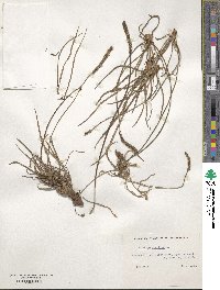 Plantago maritima image