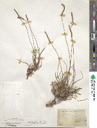 Plantago maritima image