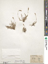 Plantago coronopus image