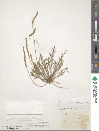 Plantago coronopus image