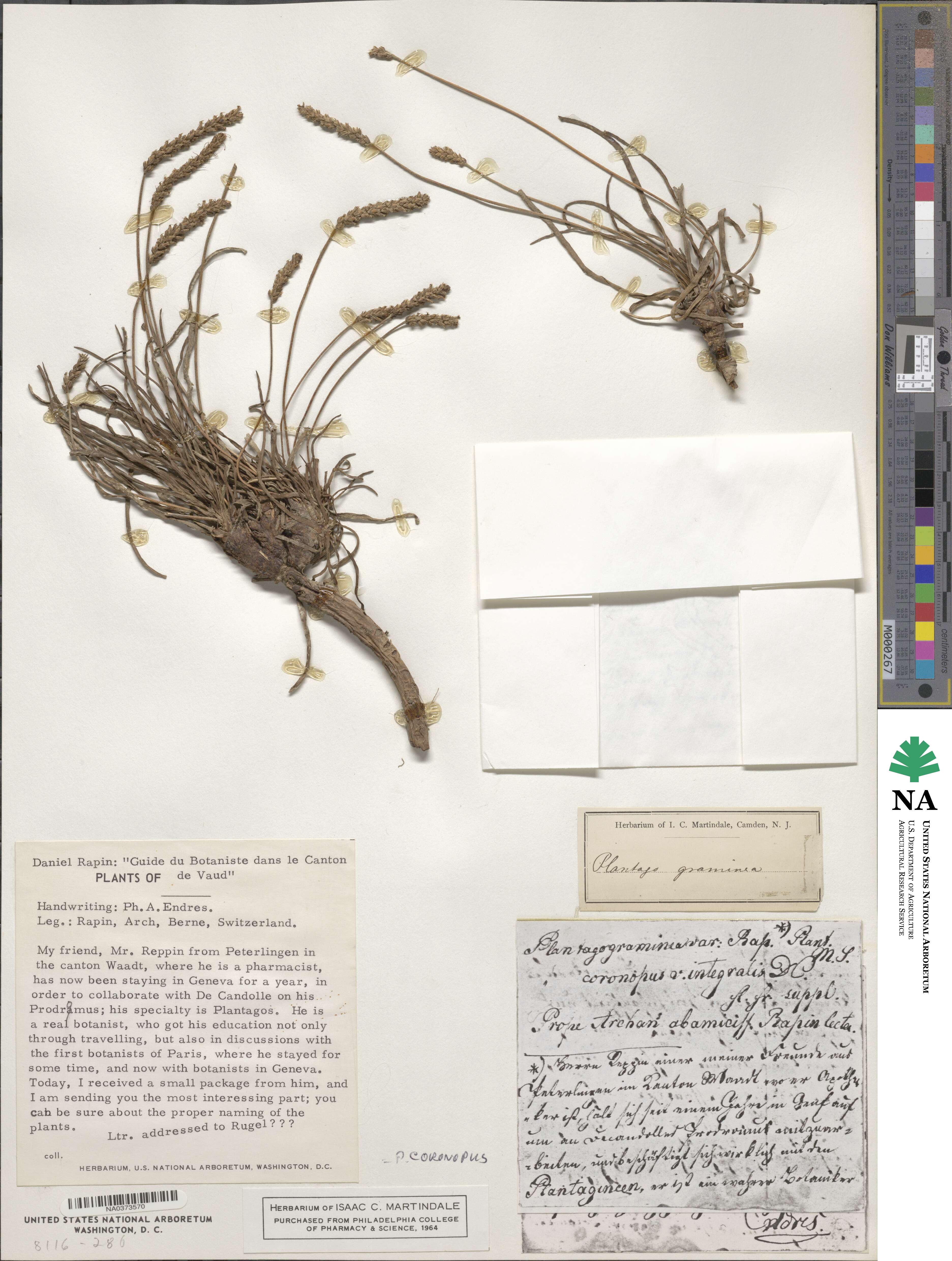 Plantago coronopus image