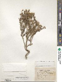 Plantago cynops image