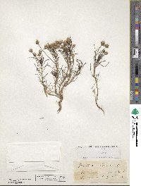 Plantago cynops image