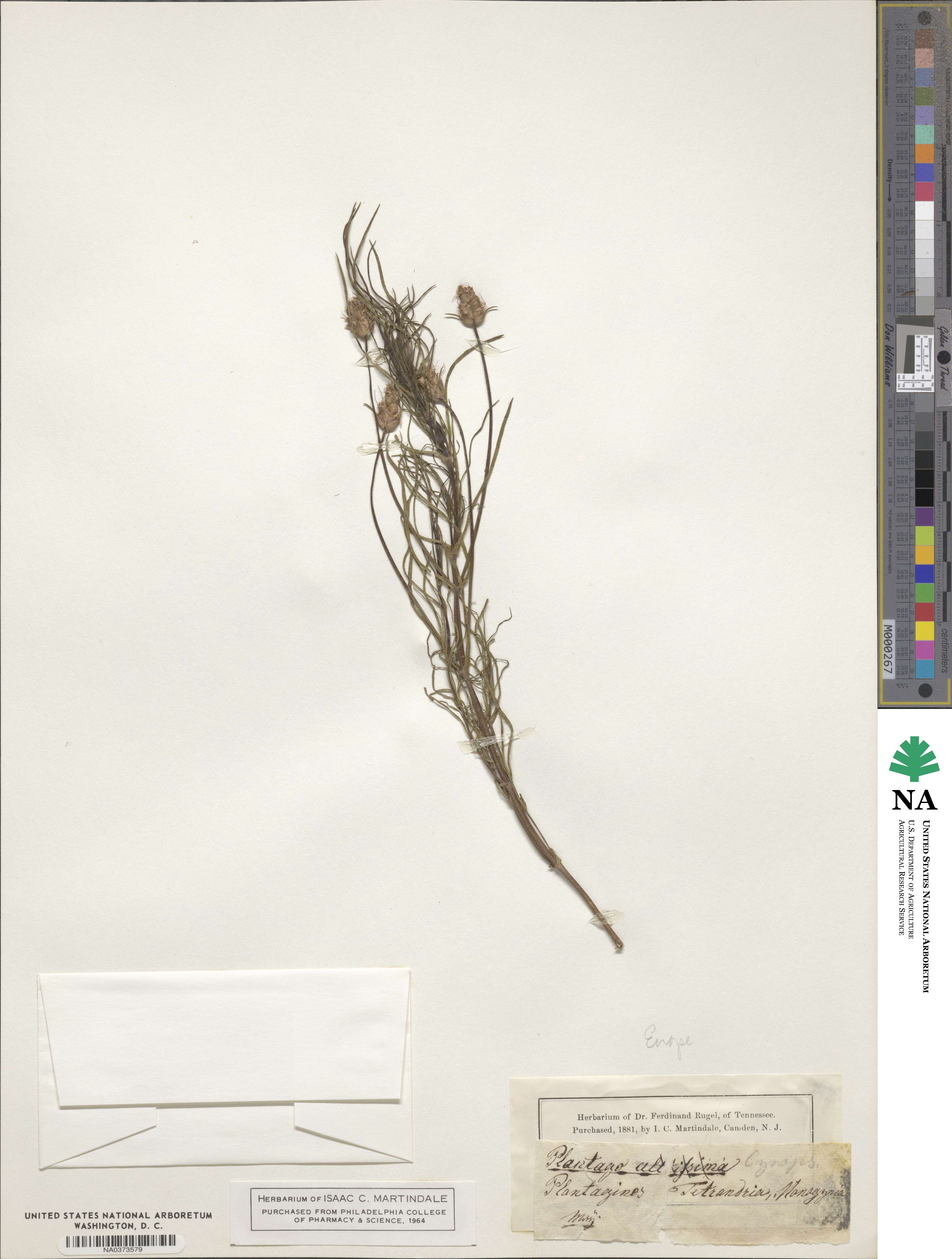 Plantago cynops image