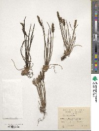 Plantago maritima image