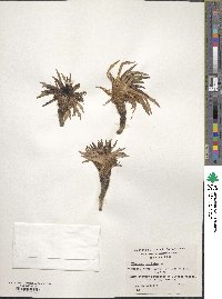 Plantago maritima image