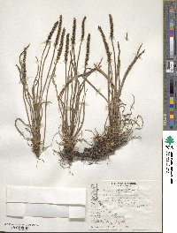 Plantago maritima image