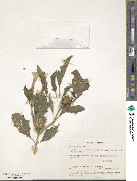 Datura stramonium image