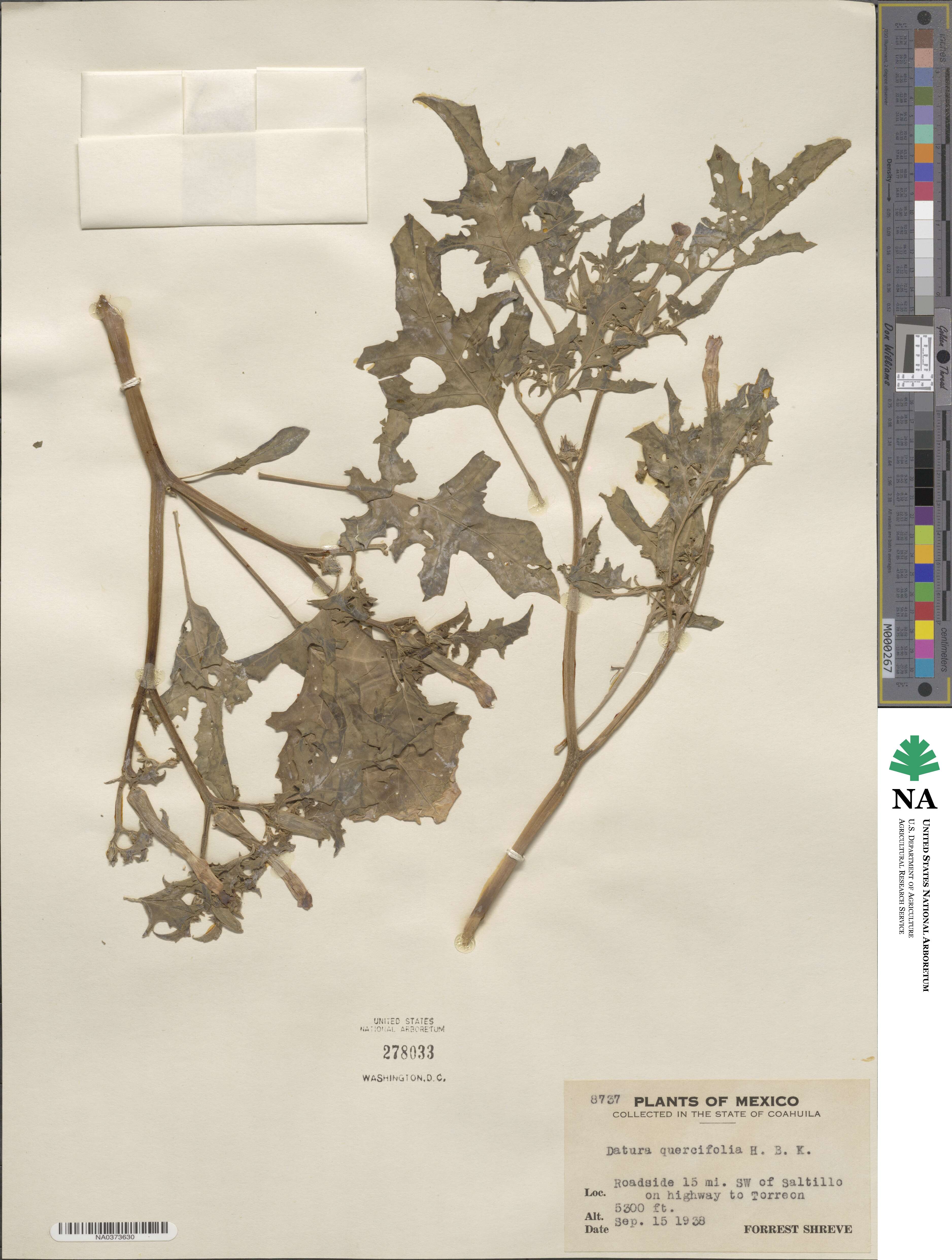 Datura quercifolia image