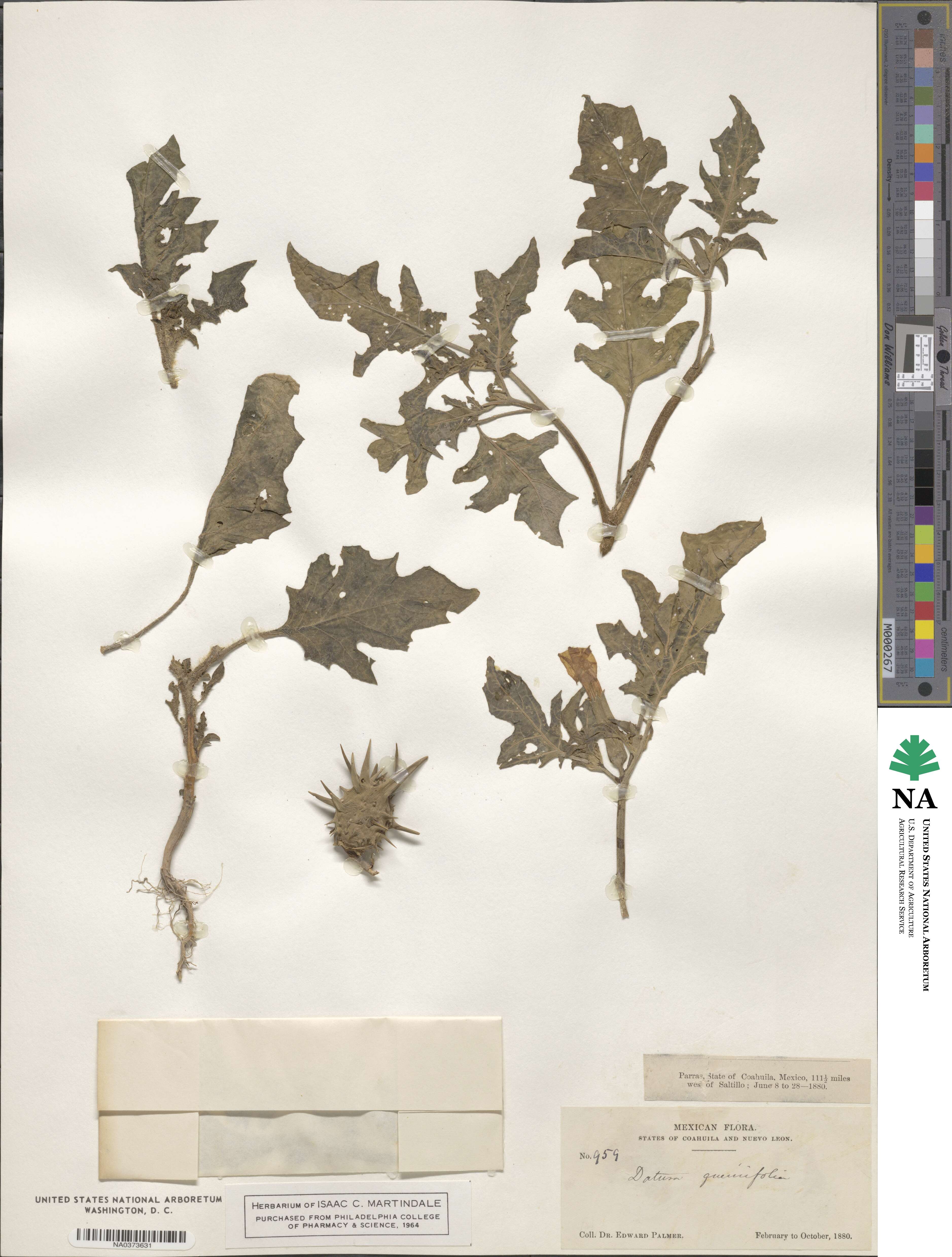 Datura quercifolia image
