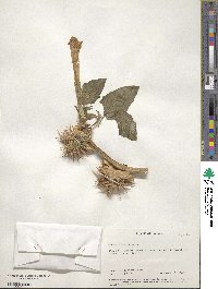 Datura discolor image