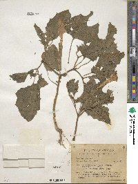 Datura innoxia image