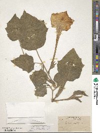 Datura metel image