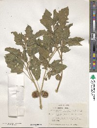 Datura leichhardtii image