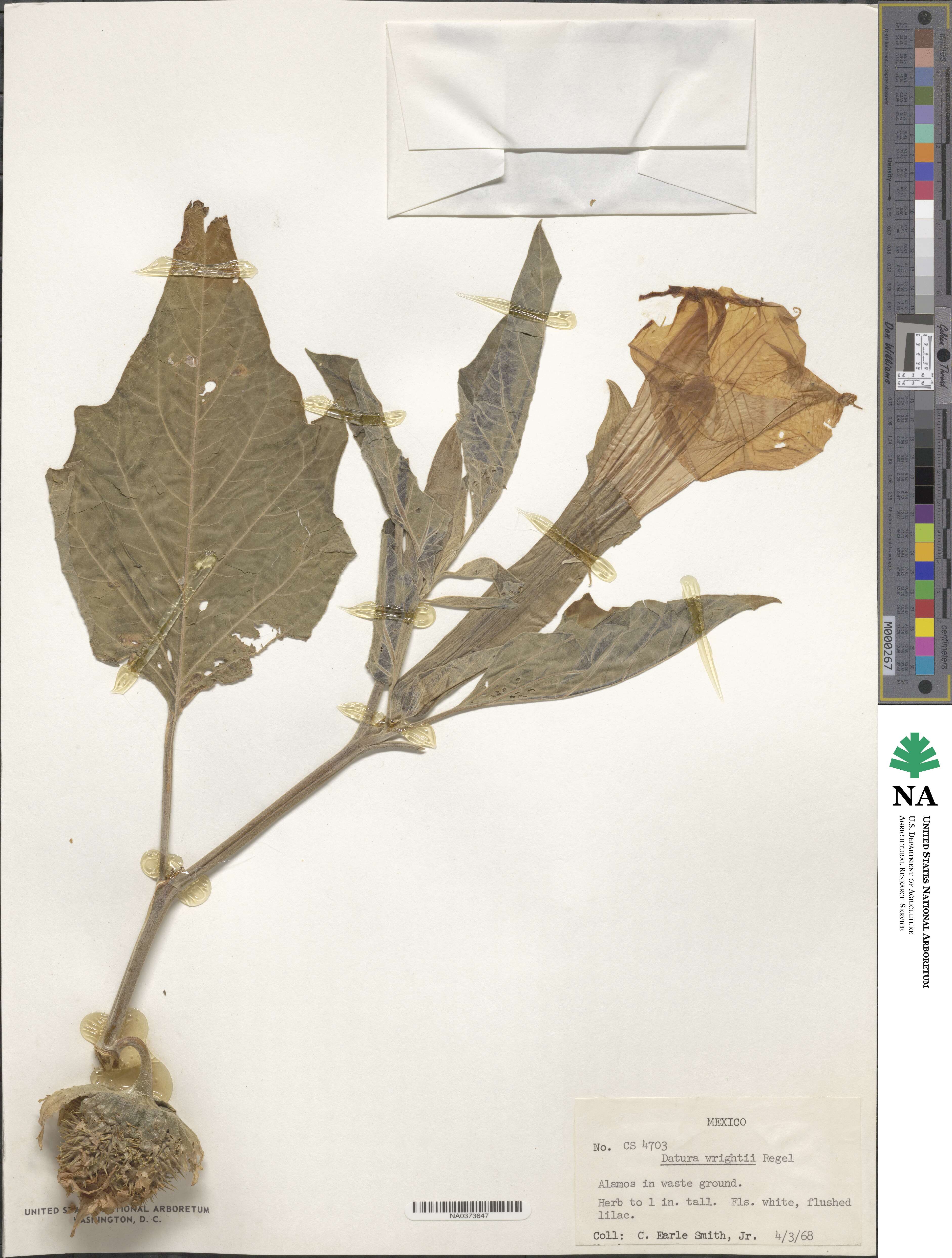 Datura wrightii image