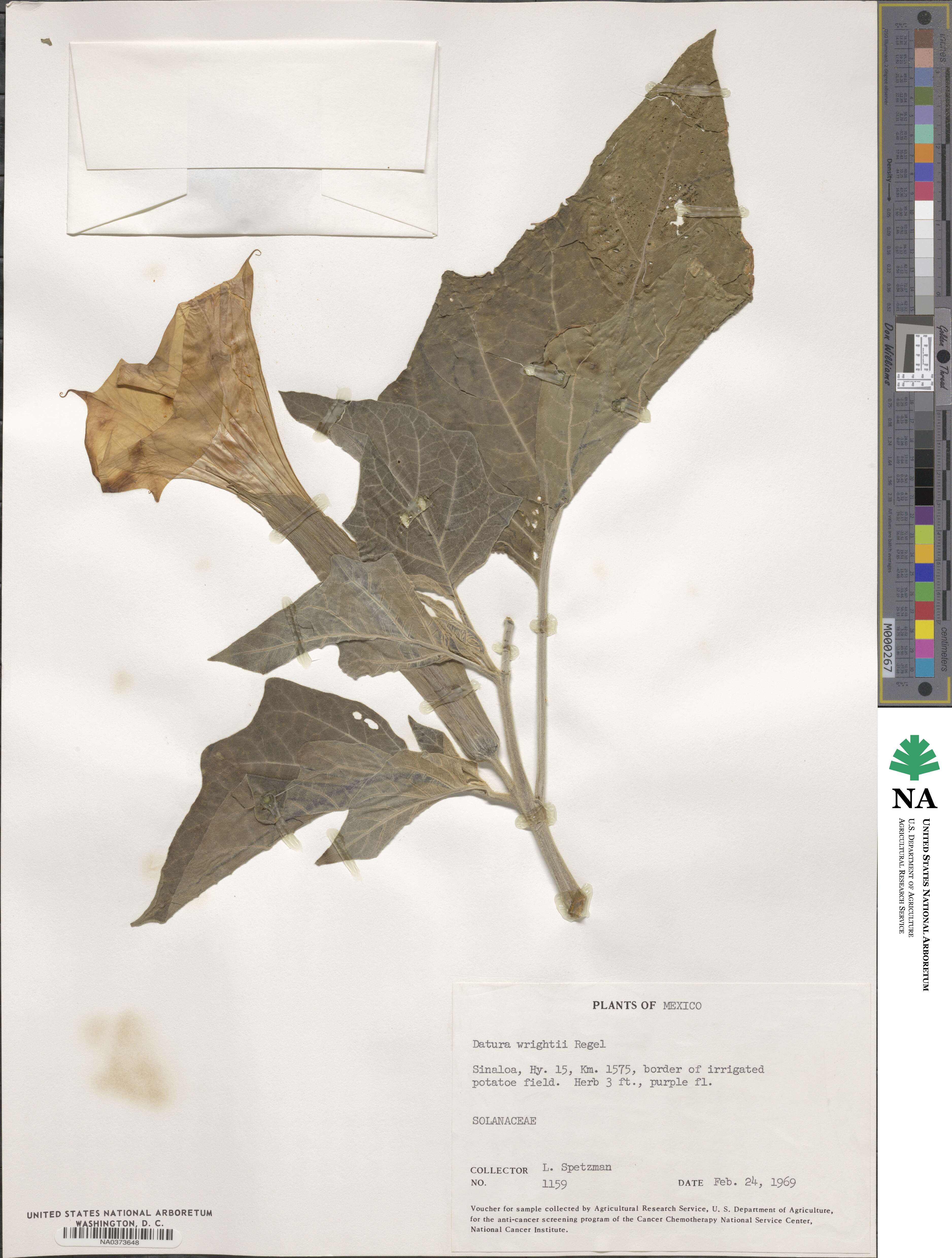 Datura wrightii image