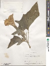 Datura wrightii image