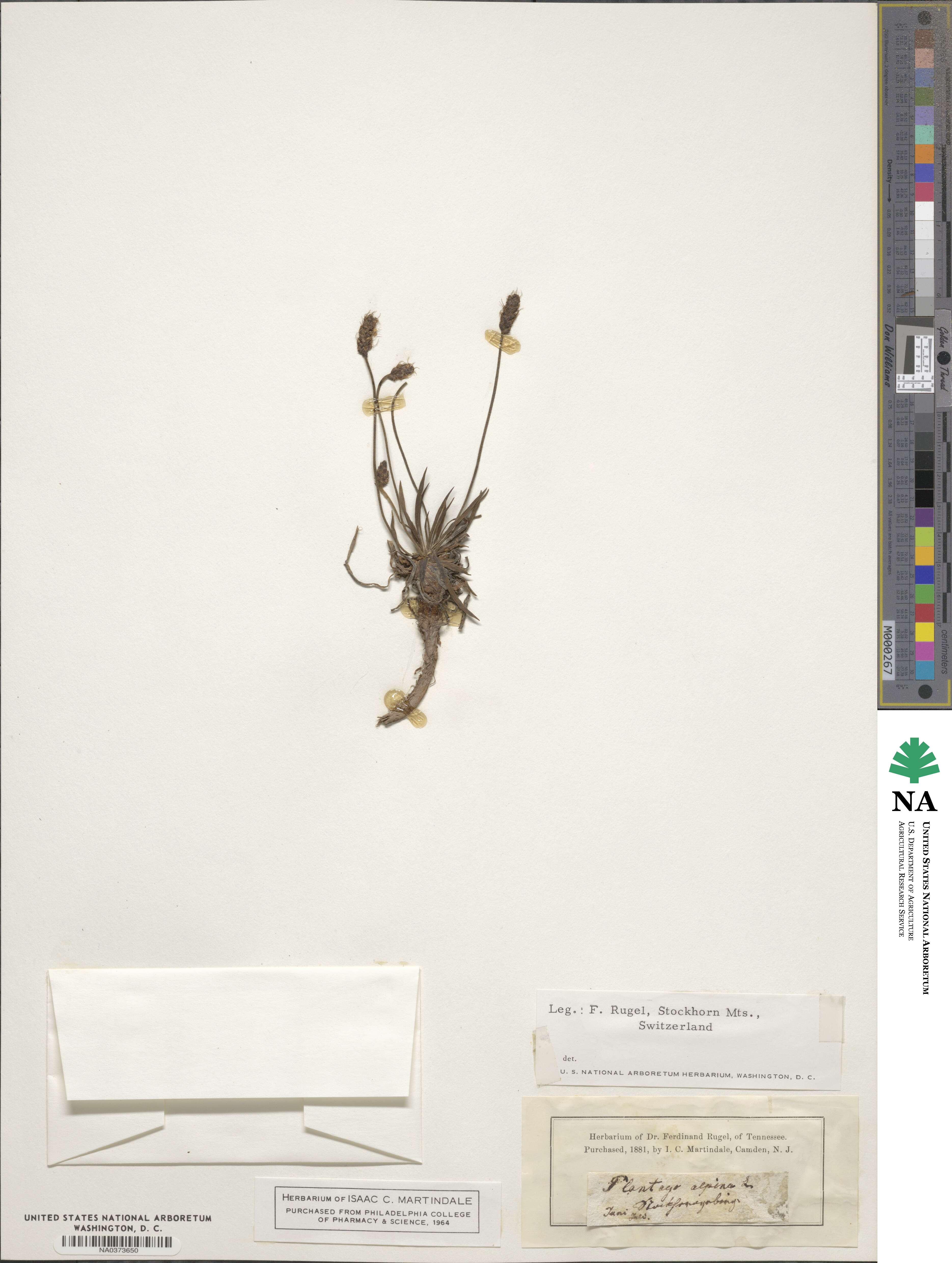 Plantago alpina image