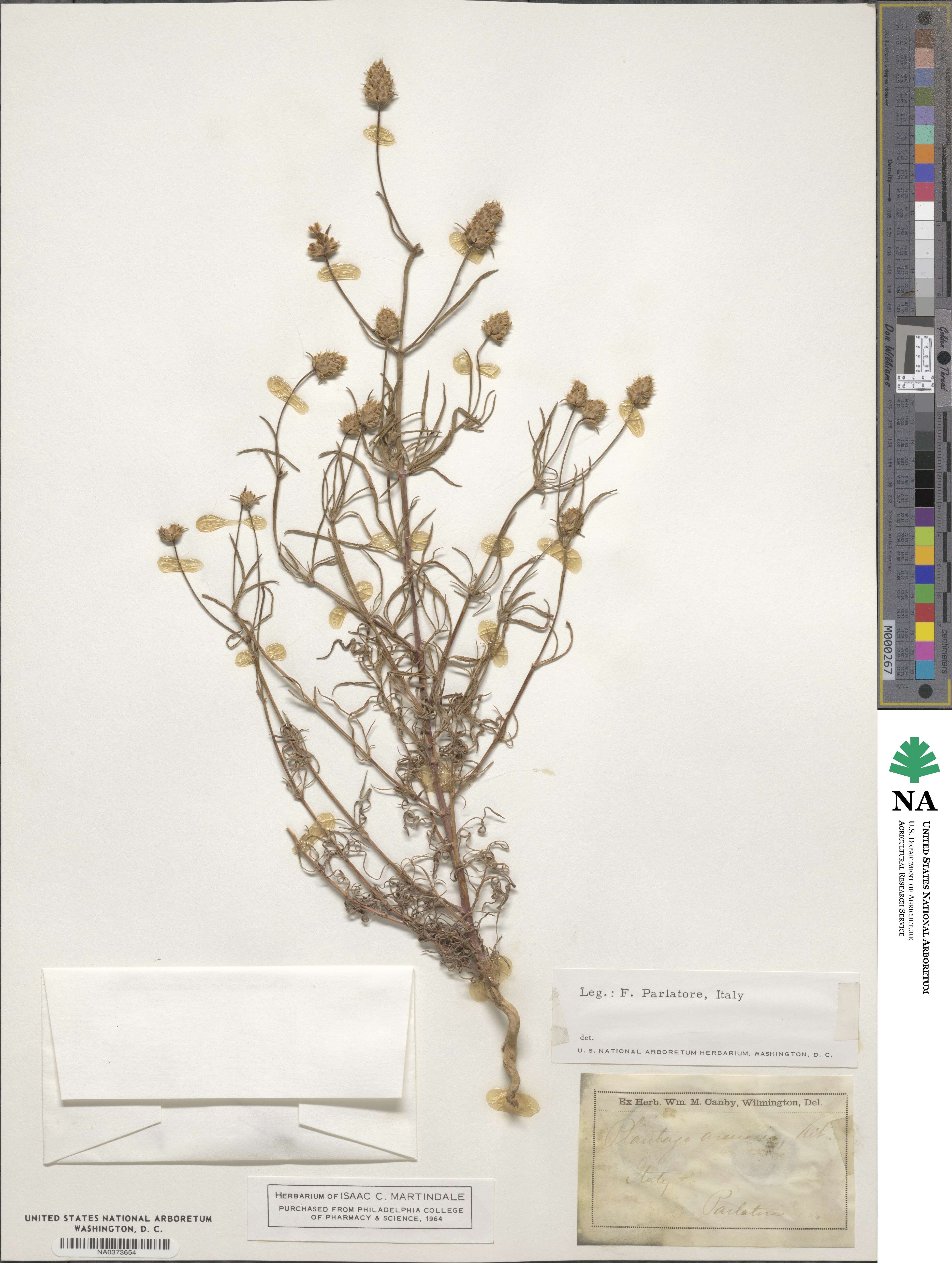 Plantago arenaria image