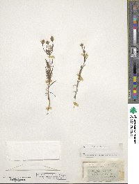 Plantago arenaria image