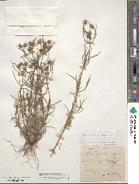 Plantago arenaria image