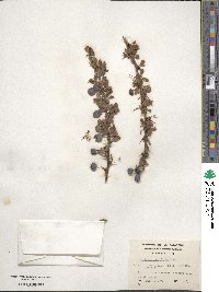 Berberis microphylla image