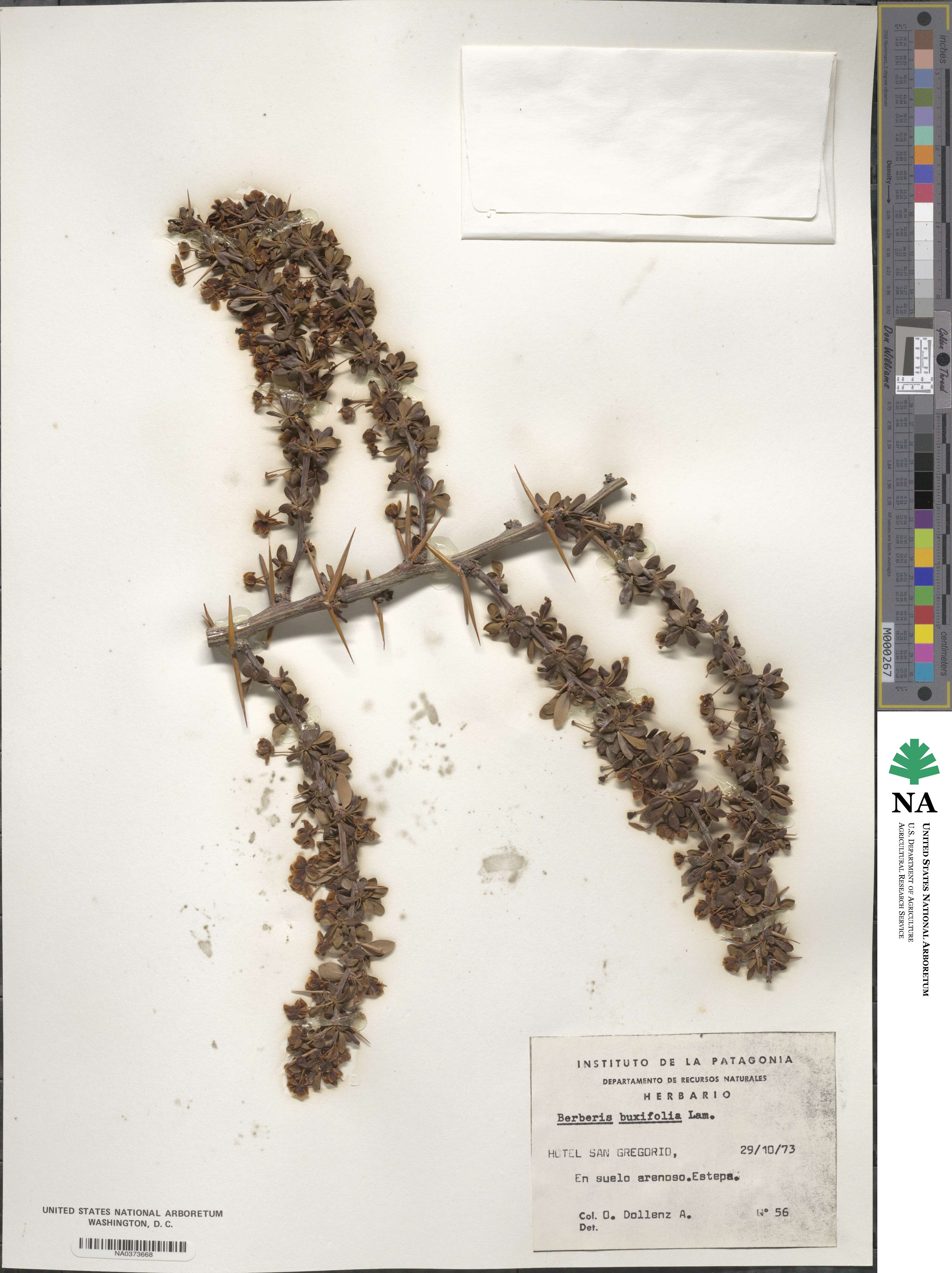 Berberis microphylla image