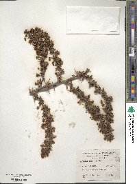 Berberis microphylla image