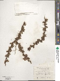 Berberis microphylla image