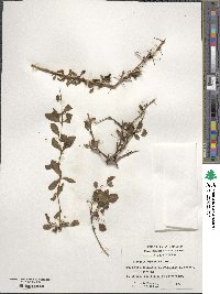 Berberis microphylla image