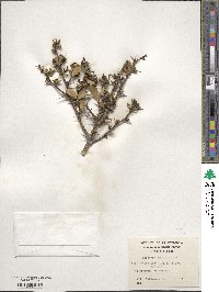 Berberis microphylla image