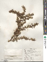 Berberis microphylla image