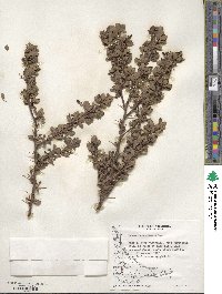 Berberis microphylla image